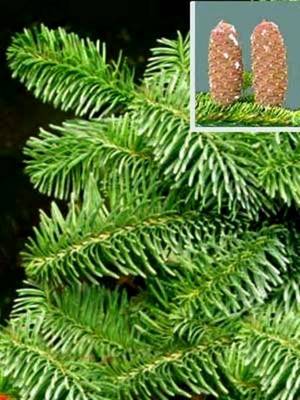 ABIES NORDMANNIANA